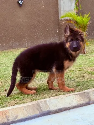 3-6 months Female Purebred German Shepherd