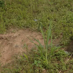 Standard Half Plot of Land Available for Sale