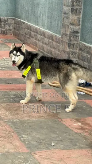 1+ year Male Purebred Siberian Husky