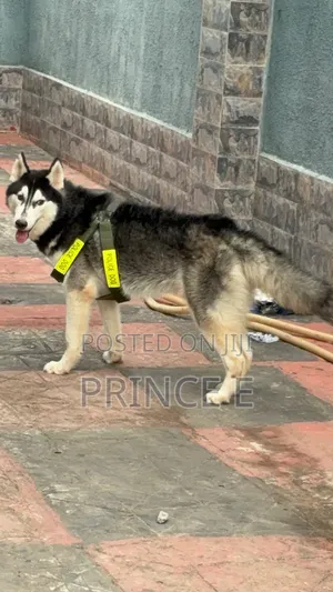 1+ year Male Purebred Siberian Husky