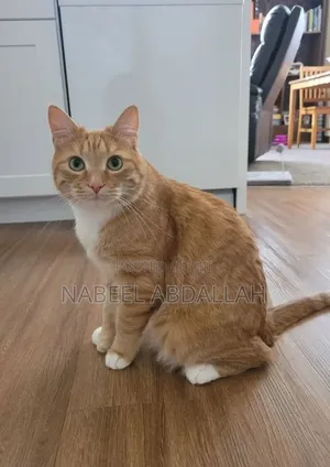 3-6 months Male Purebred British Shorthair