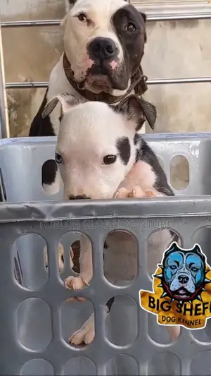 1-3 months Female Purebred American Bully