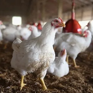 Broilers Wholesale