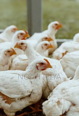 Broilers Wholesale