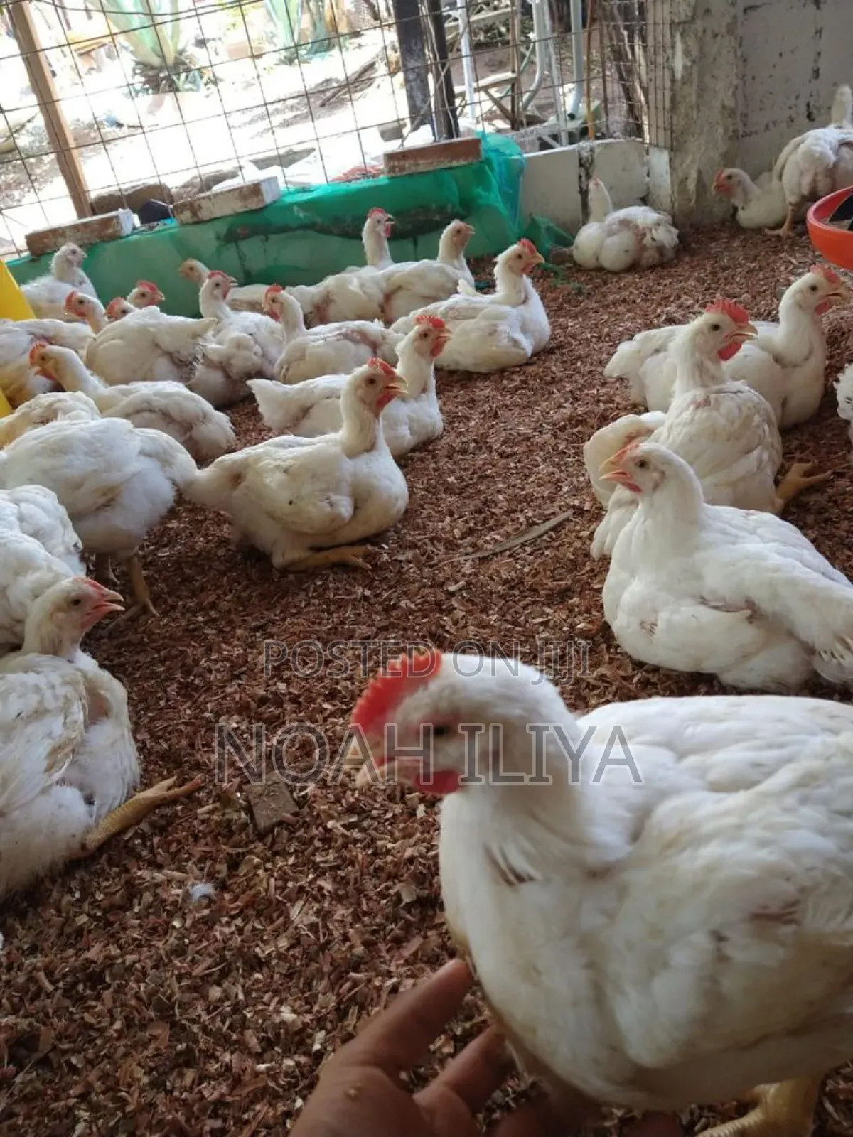 Broilers Wholesale