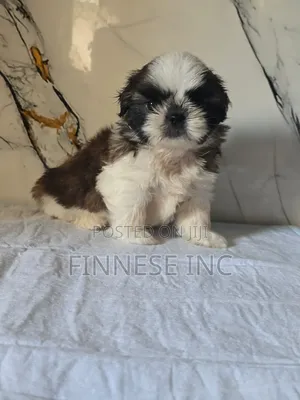 1-3 months Female Purebred Shih Tzu