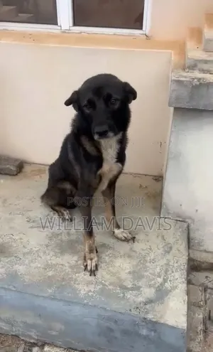 1+ year Male Purebred German Shepherd