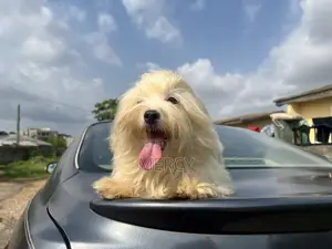 1+ year Female Purebred Lhasa Apso