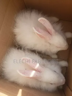 Exotic Angora Growers Available. One Male Two Female