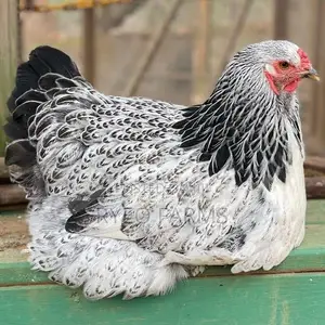 Purebred Brahma Chicken