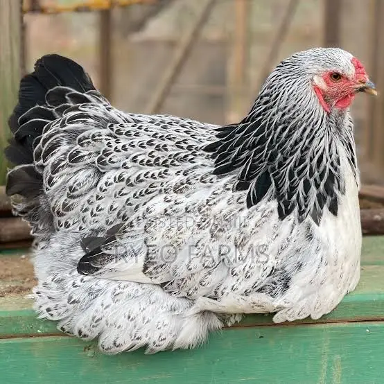 Purebred Brahma Chicken