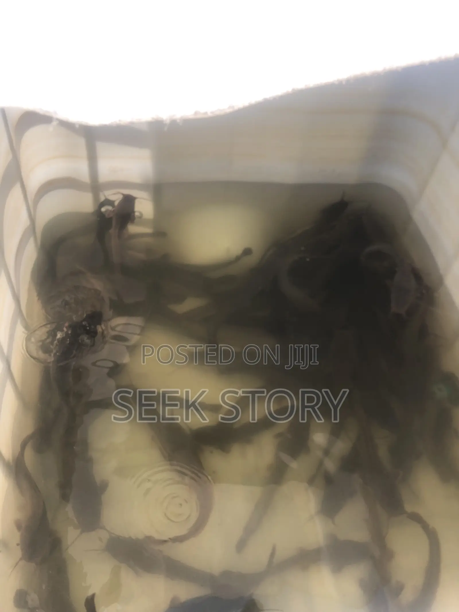 Fish Farm, Tanks And Trampoline