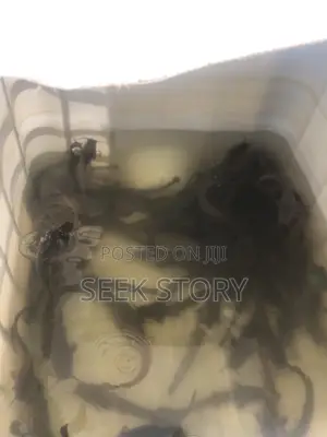 Fish Farm, Tanks And Trampoline