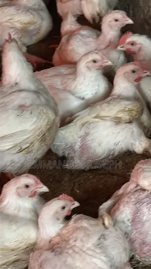 Strong and Healthy Broiler Chicken