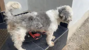 1+ year Male Purebred Lhasa Apso