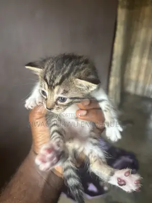 0-1 month Female Purebred Tabby