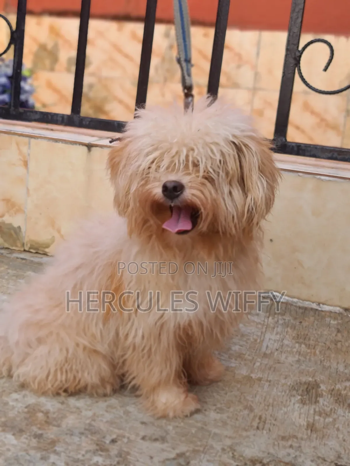 Male Lhasa Apso Stud Services