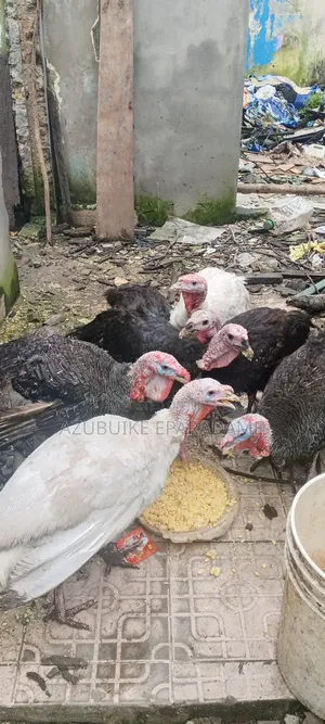 Native Turkey for Sale