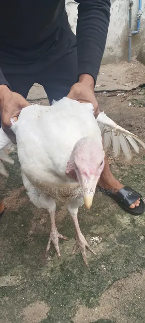 English Turkeys for Sale