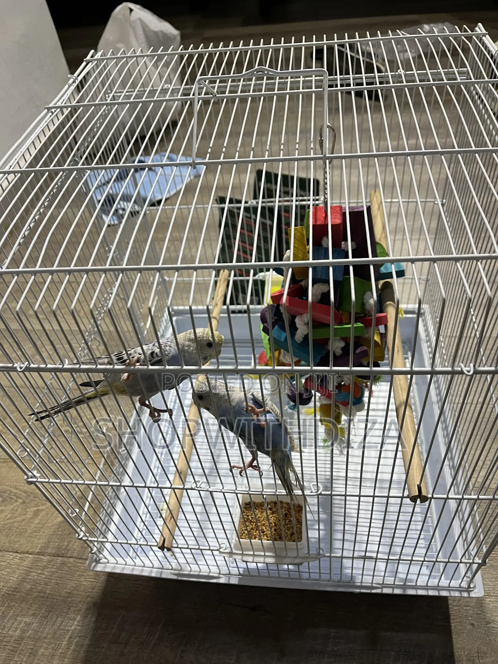 Budgies Bird Pet