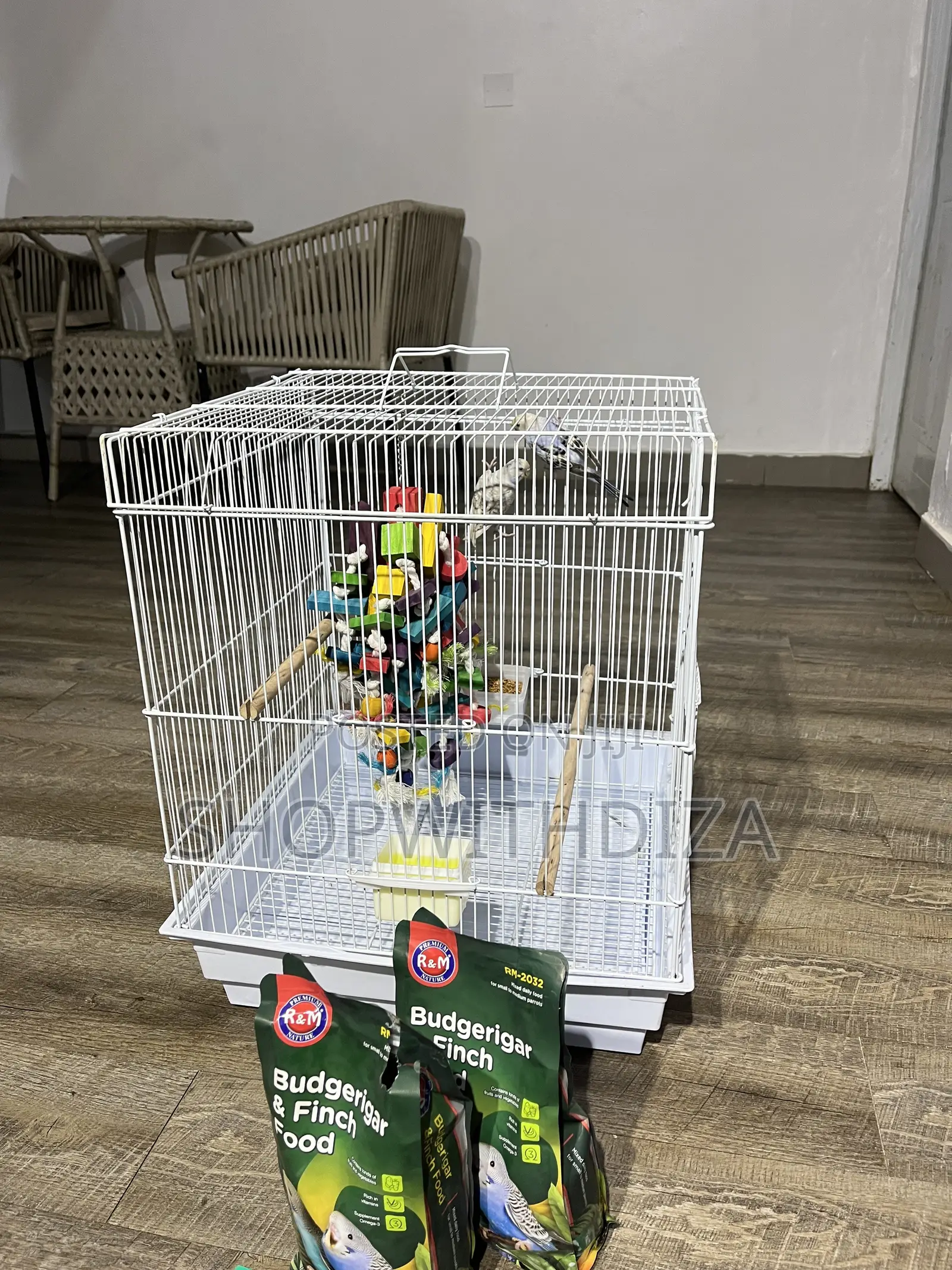 Budgies Bird Pet