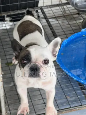 1+ year Female Purebred French Bulldog
