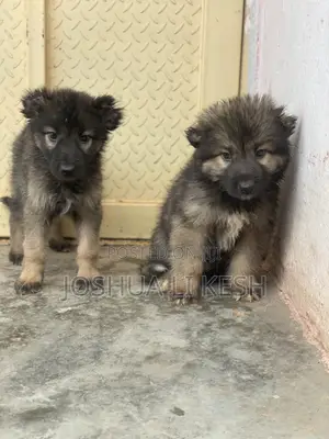 1-3 months Female Purebred Caucasian Shepherd