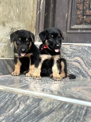 1-3 months Female Purebred German Shepherd