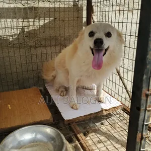 1+ year Female Purebred American Eskimo