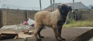 3-6 months Female Purebred Caucasian Shepherd