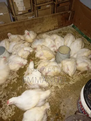 Chicken Meat