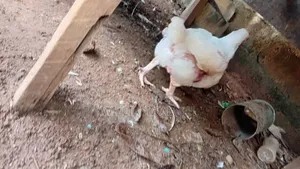 8 Weeks Old Broilers