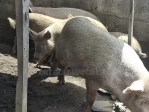 Pigs for Sale