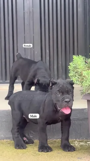 1-3 months Female Purebred Cane Corso