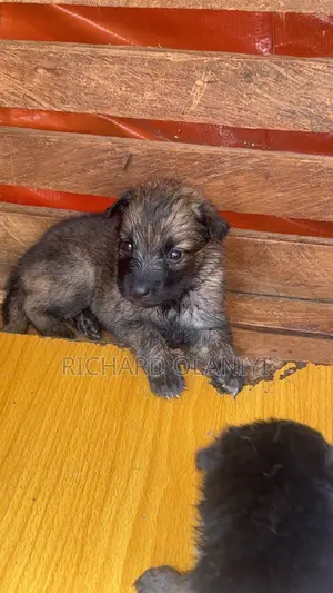 1-3 months Female Purebred German Shepherd