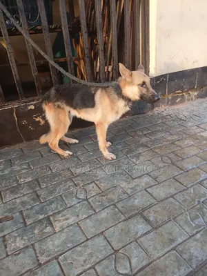 6-12 months Male Purebred German Shepherd