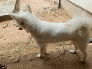 1+ year Female Purebred American Eskimo