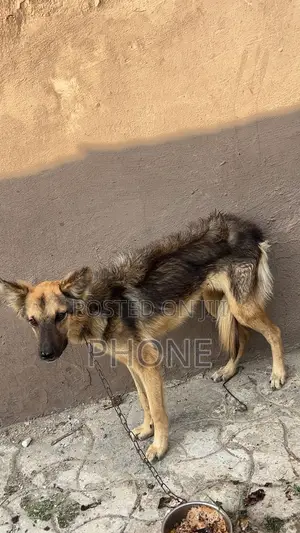 3-6 months Male Purebred German Shepherd