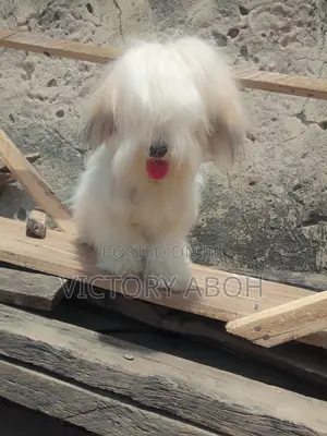 1+ year Female Purebred Lhasa Apso