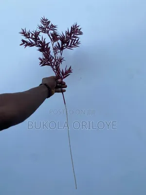 Long Stems Wine Flower Rentals Service