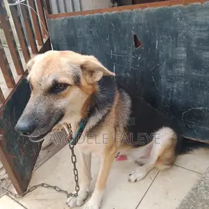 1+ year Male Purebred German Shepherd