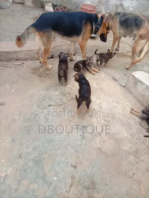 1-3 months Female Purebred German Shepherd