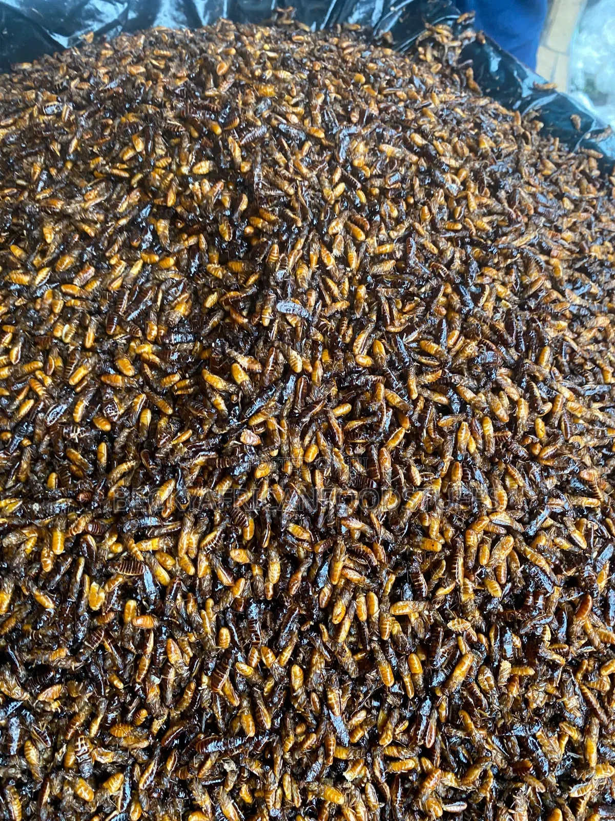 Edible Termites Is Available