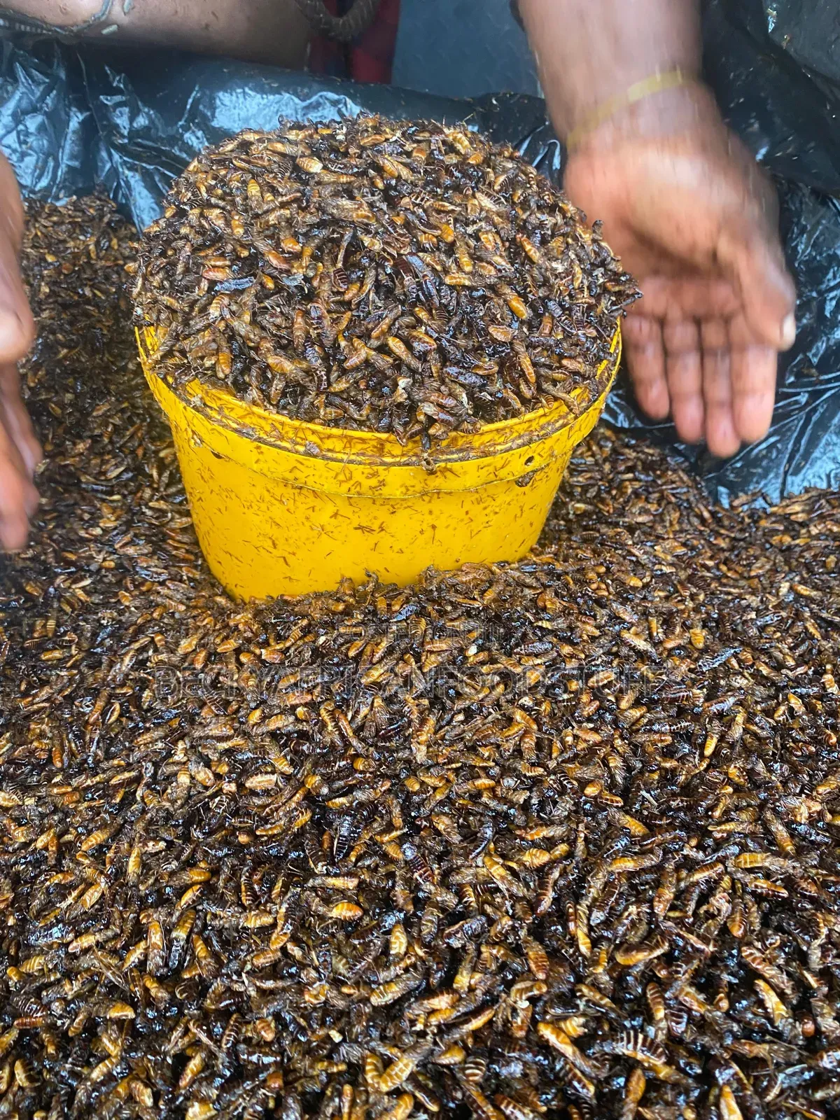 Edible Termites Is Available