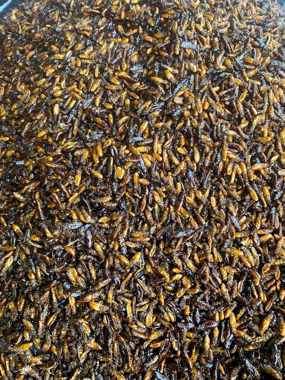 Edible Termites Is Available