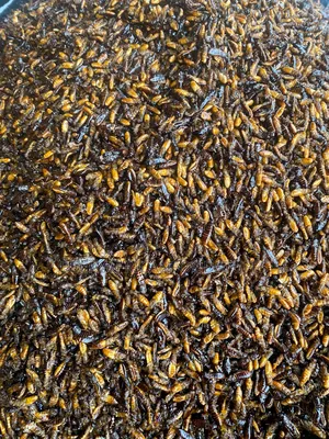 Edible Termites Is Available
