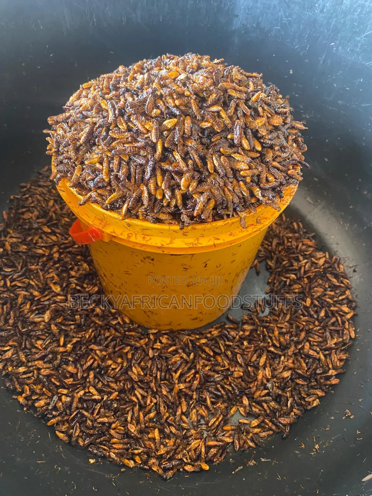 Edible Termites Is Available