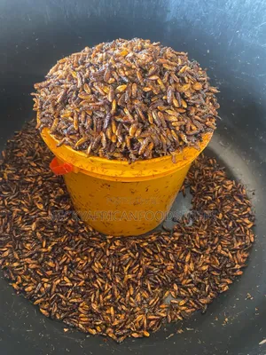 Edible Termites Is Available