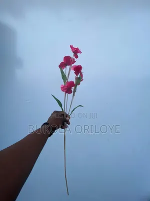 Long Stems Flowers Pink Rentals Service