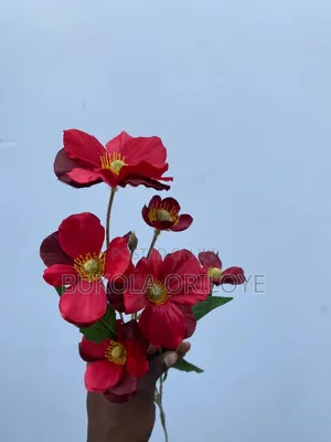 Long Stems Flower Rentals Service